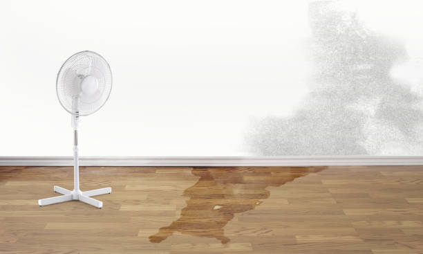 Best Ceiling water damage repair  in Park Center, CO