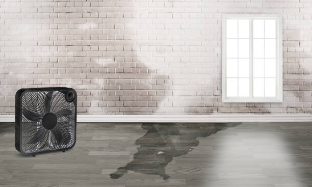 Best Flood damage cleanup  in Park Center, CO